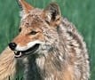 Urban Coyotes Information Session