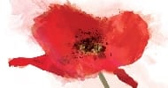 Remembrance Day