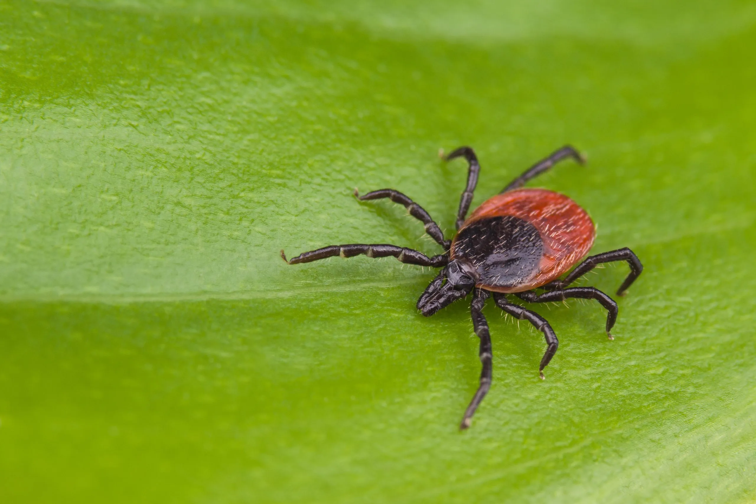 Protect yourself and your pets this tick season