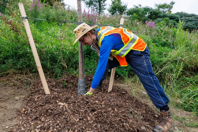 Make your neighbourhood greener by requesting a tree